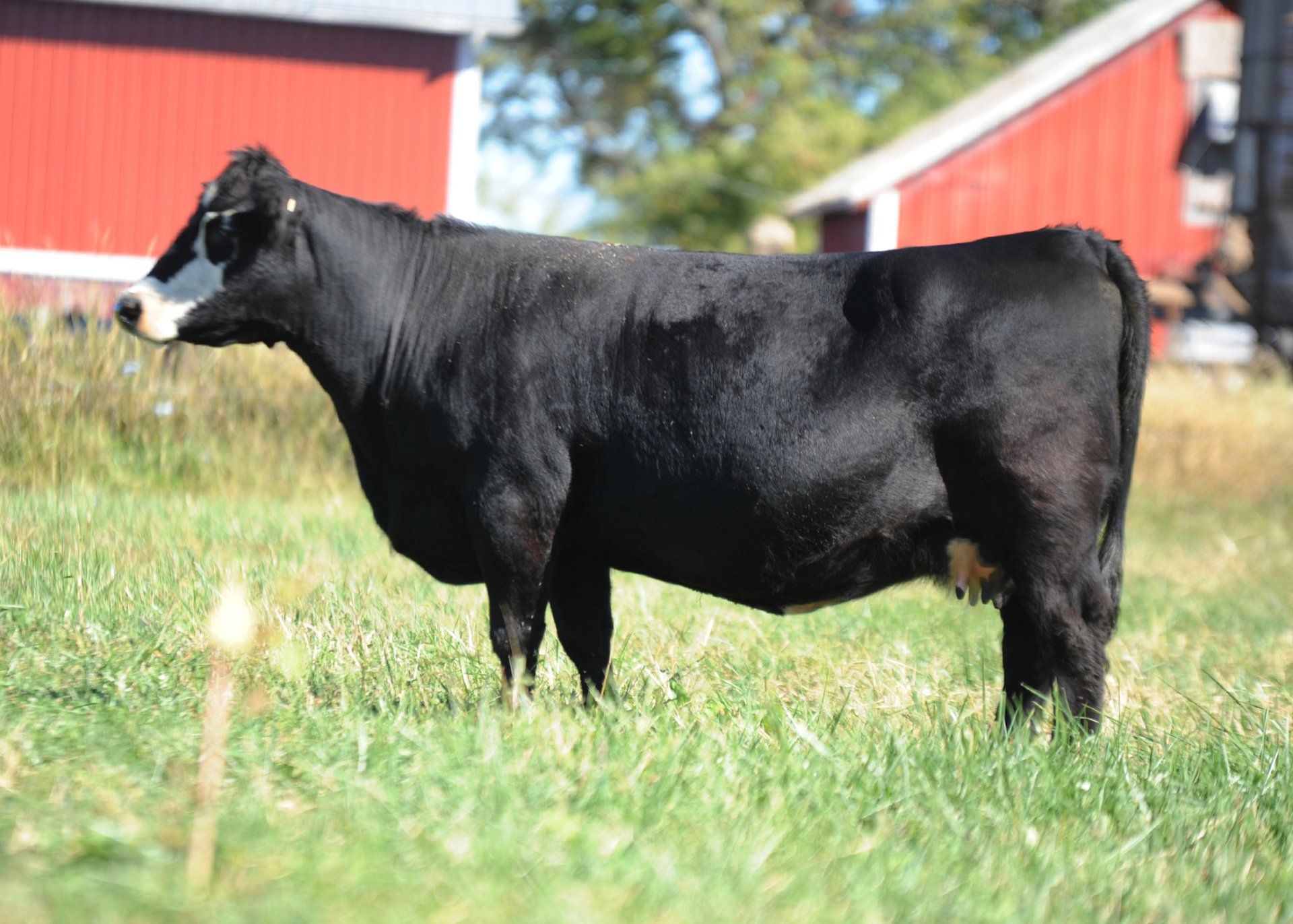 DaLin Show Cattle and Linde's Livestock Photos