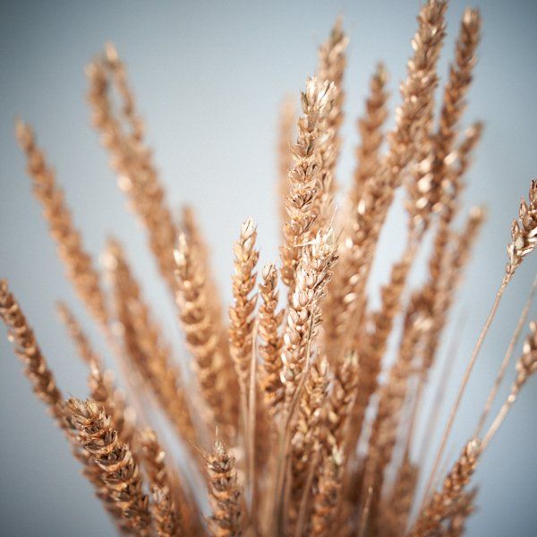 Dried Flower Wheat Gold