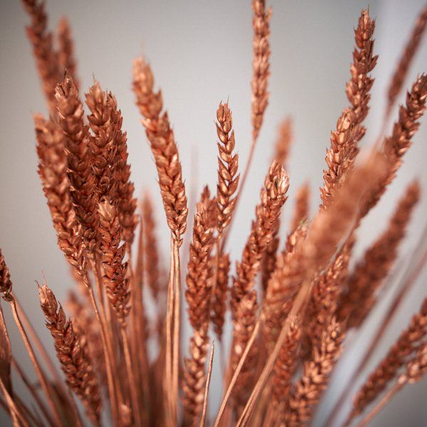 Dried Flower Wheat Red