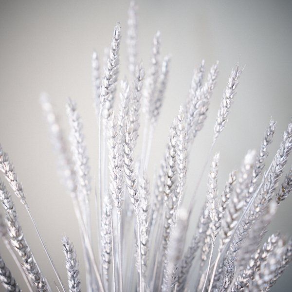 Dried Flower Wheat White
