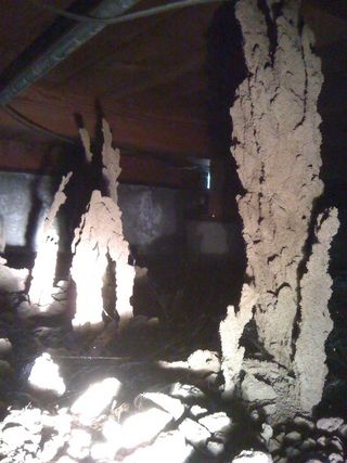 Termites — Stockton, CA — A-1 Exterminators