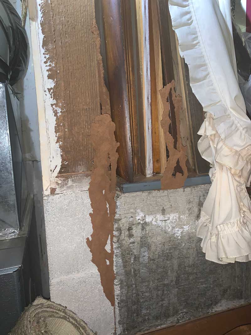 Wood Destroying Insects and Termites — Stockton, CA — A-1 Exterminators