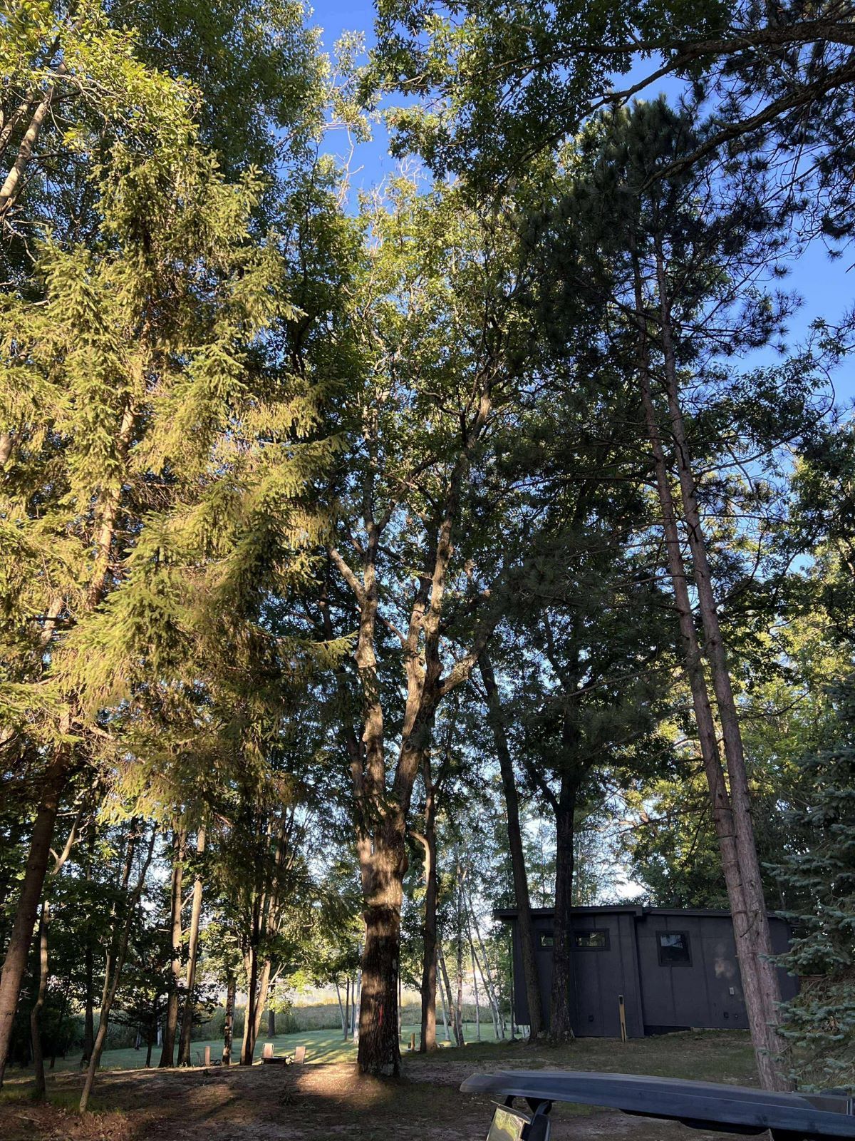 Tall tree with full green leaves against a blue sky, a small wooden building visible below.