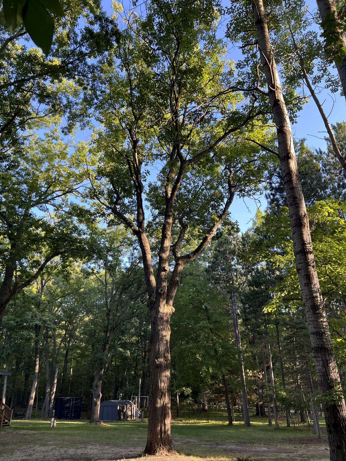 Tall tree with green leaves in a sunny wooded area.