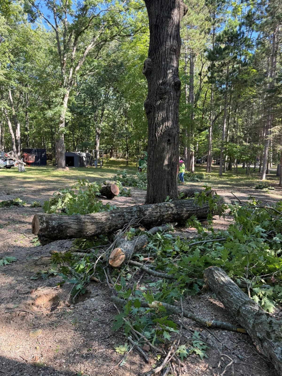 A tree trunk surrounded by cut logs and branches in a grassy area, possibly a yard.
