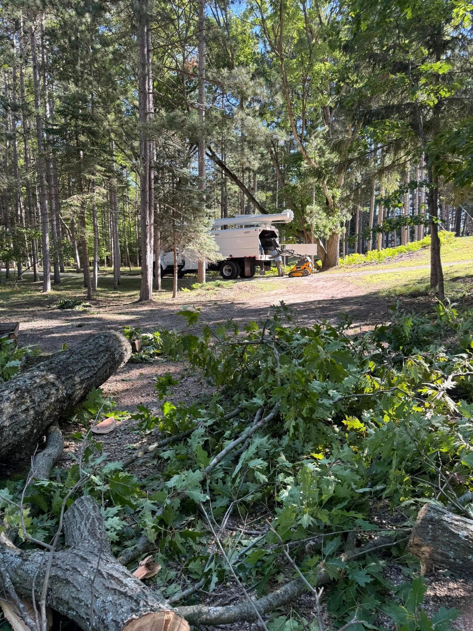 Tree removal: a large machine cuts down a tree in a wooded area, logs and branches are on the ground.