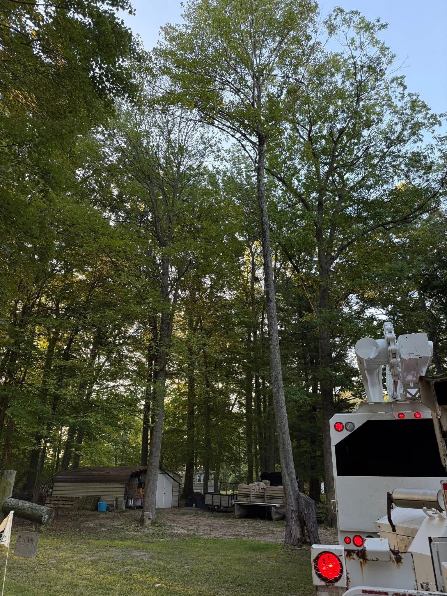Tall trees with green leaves next to a bucket truck in a yard, sunlight filtering through.