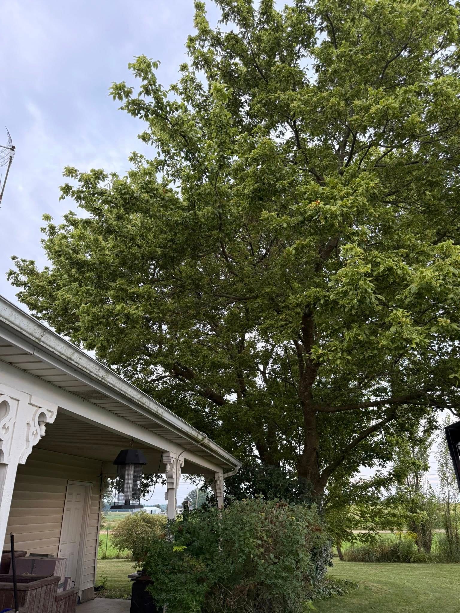 A large tree next to a house with green leaves and a cloudy sky.
