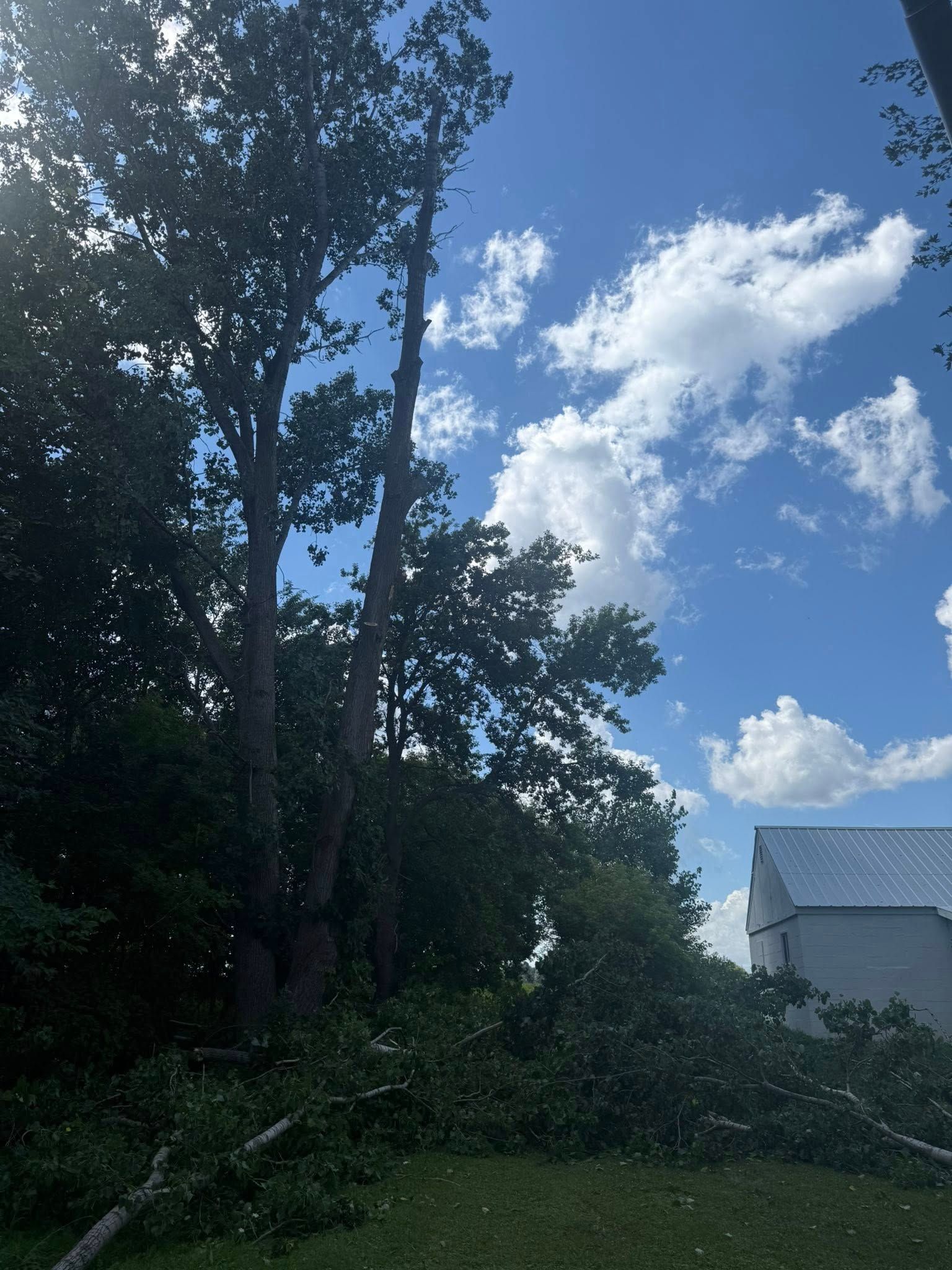 Partially trimmed tree against a partly cloudy blue sky, debris on the ground, white building in the distance.