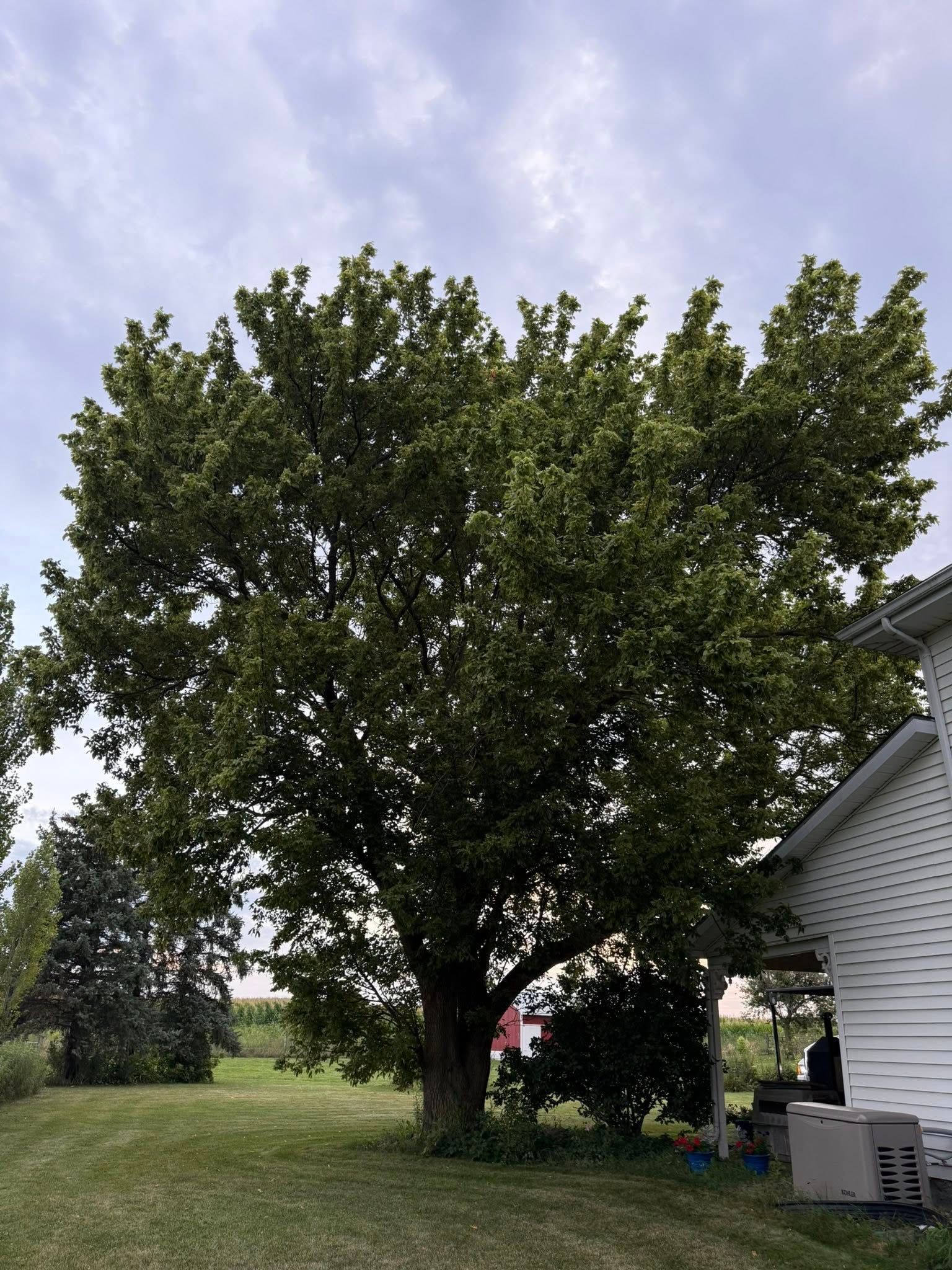 A large, leafy tree in a yard next to a white house under a cloudy sky.