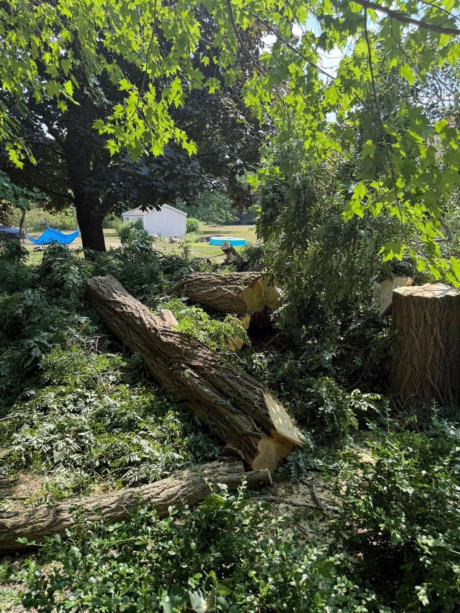 Felled tree logs and debris in a sunny wooded area with glimpses of a house and yard in the background.