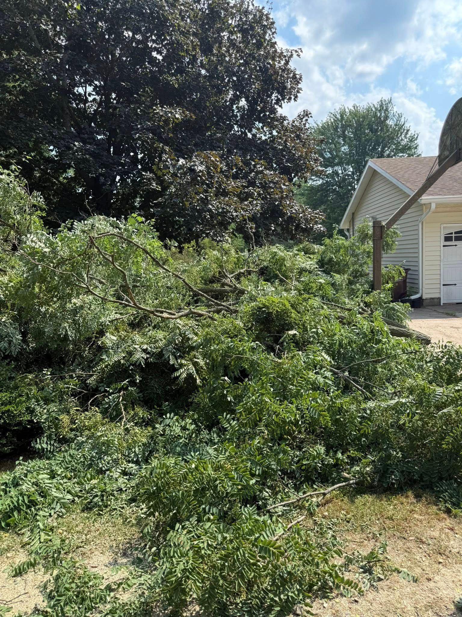 Green bushes in front of a light-colored house with a dark leafy tree in the background under a partly cloudy sky.