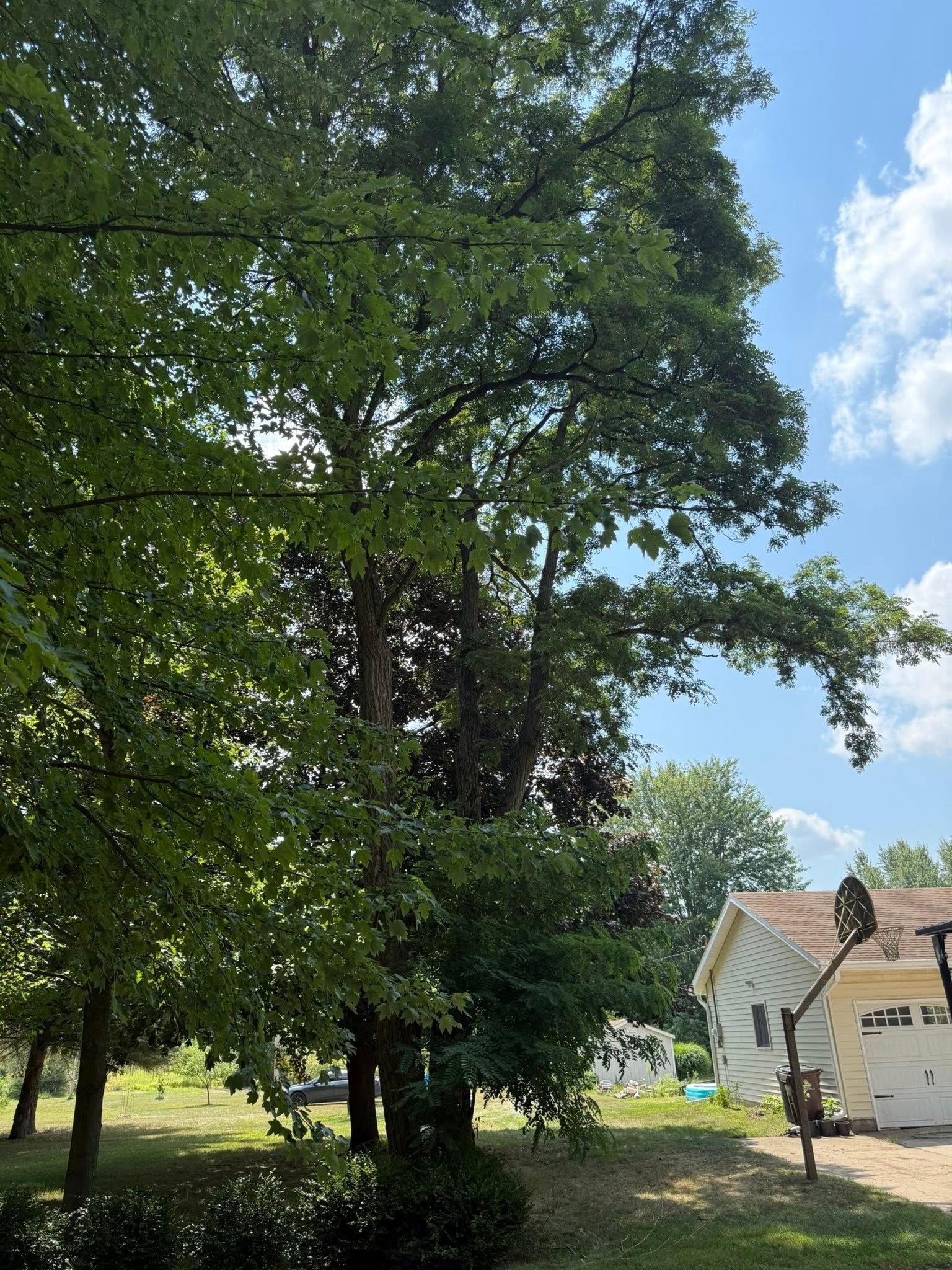 Tall trees in a backyard, with a house and basketball hoop visible under a blue sky.