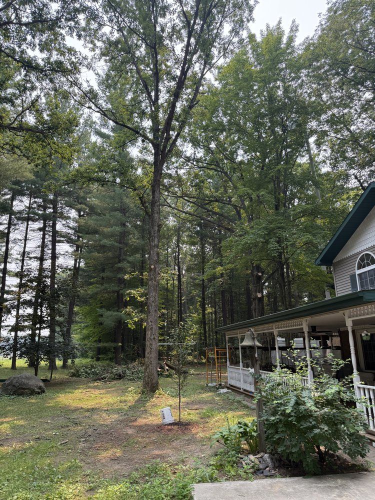 Tall tree in a yard with a house and porch on the right, surrounded by other trees, lit by sunlight.