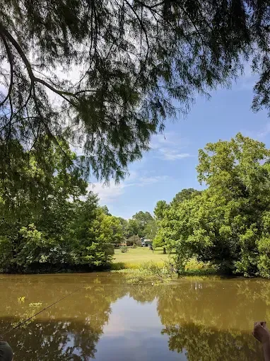 A lake surrounded by trees on a sunny day