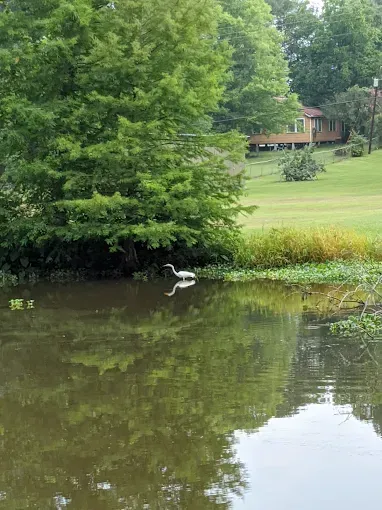 A white bird is swimming in a pond with trees in the background.