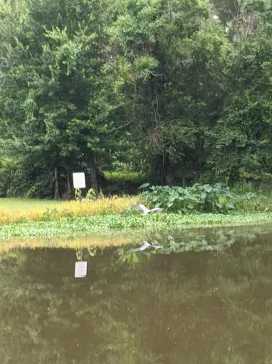 A bird is flying over a lake with trees in the background.