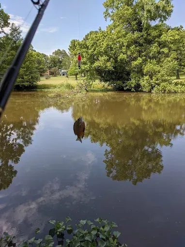 A fishing rod is hanging over a lake with trees in the background.