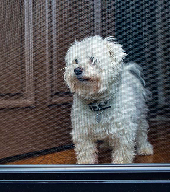 Dog Looking Out Front Screened Door — About Us In West Gosford, NSW
