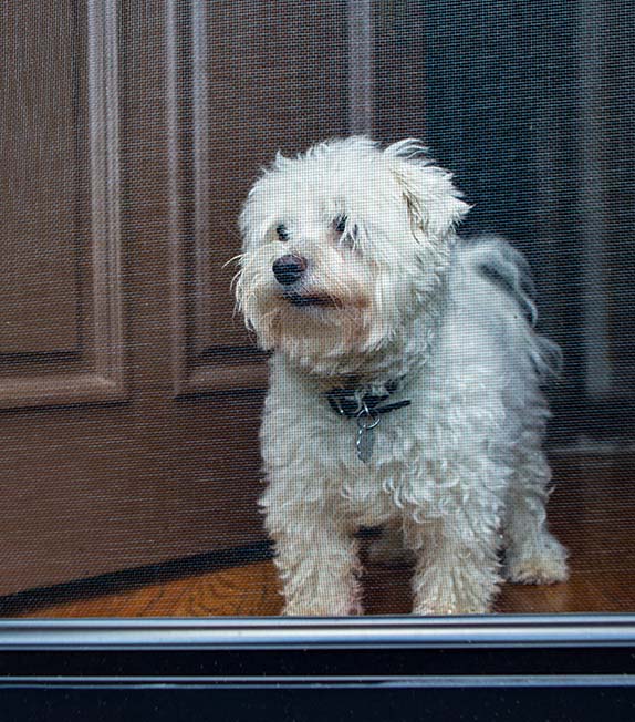 Dog Looking Out Screened Door — About Us In West Gosford, NSW