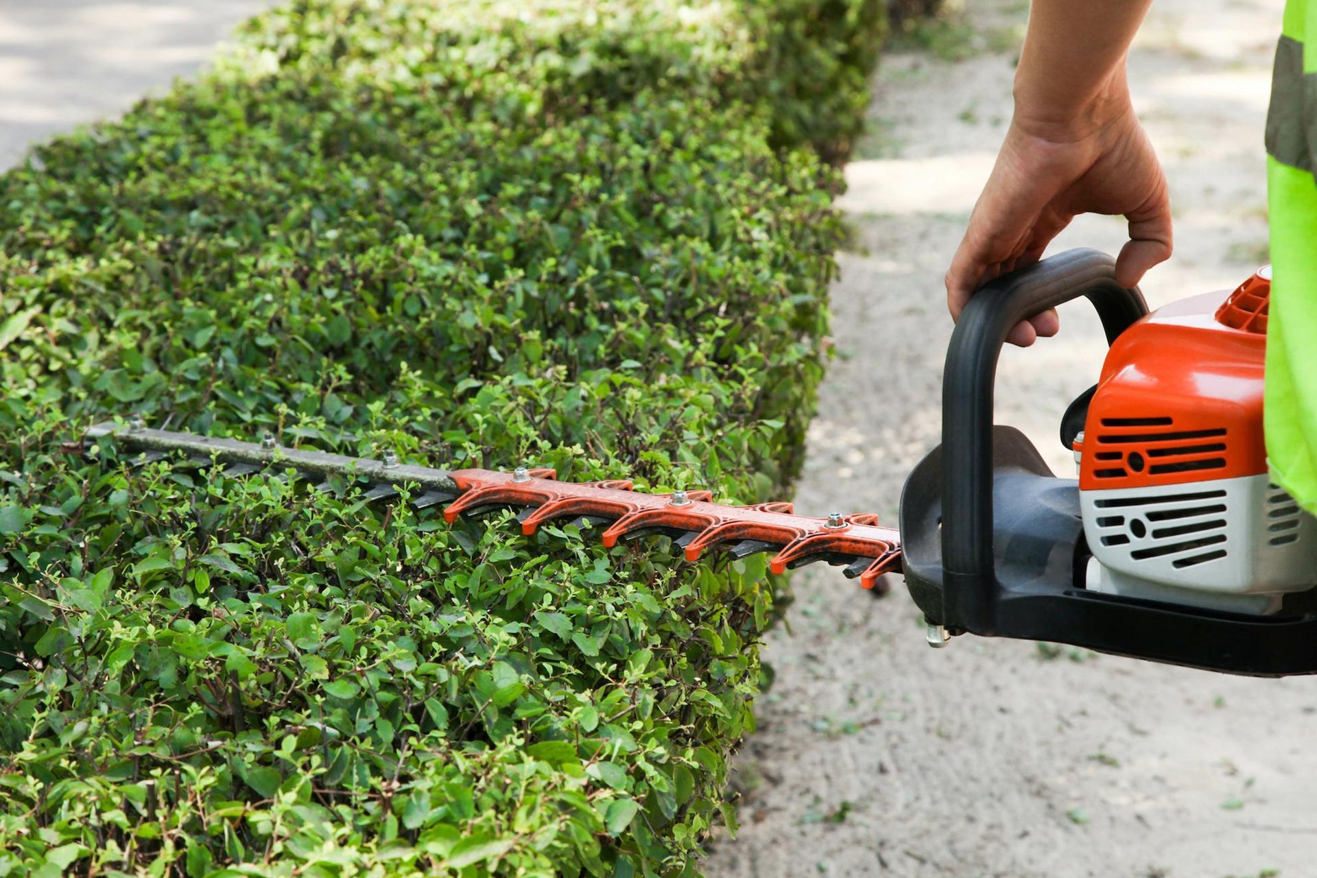 Person using a hedge trimmer to cut a green hedge.