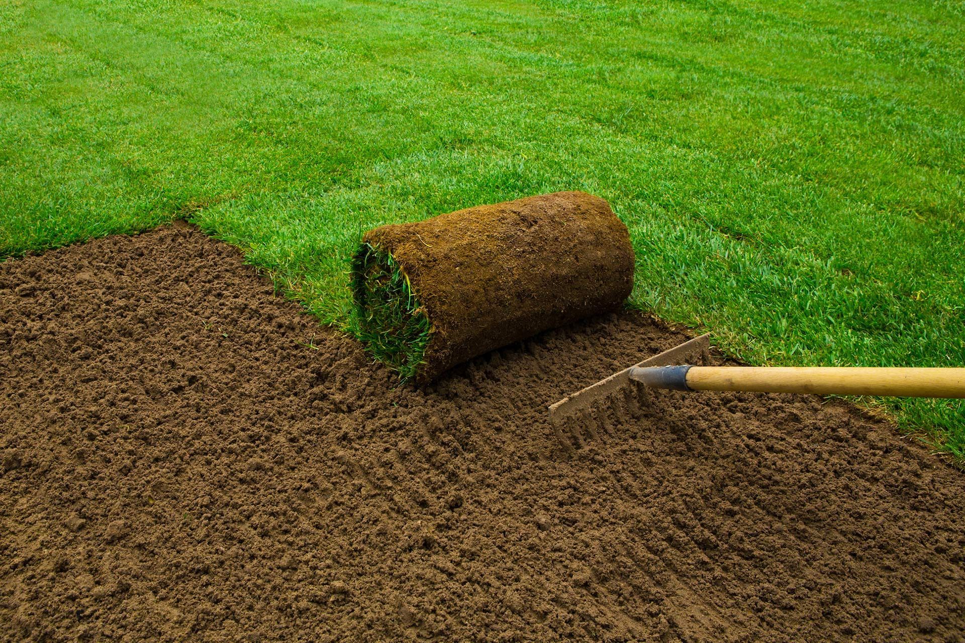 Laying sod on a lawn; a roll of grass next to bare soil, a rake is visible.
