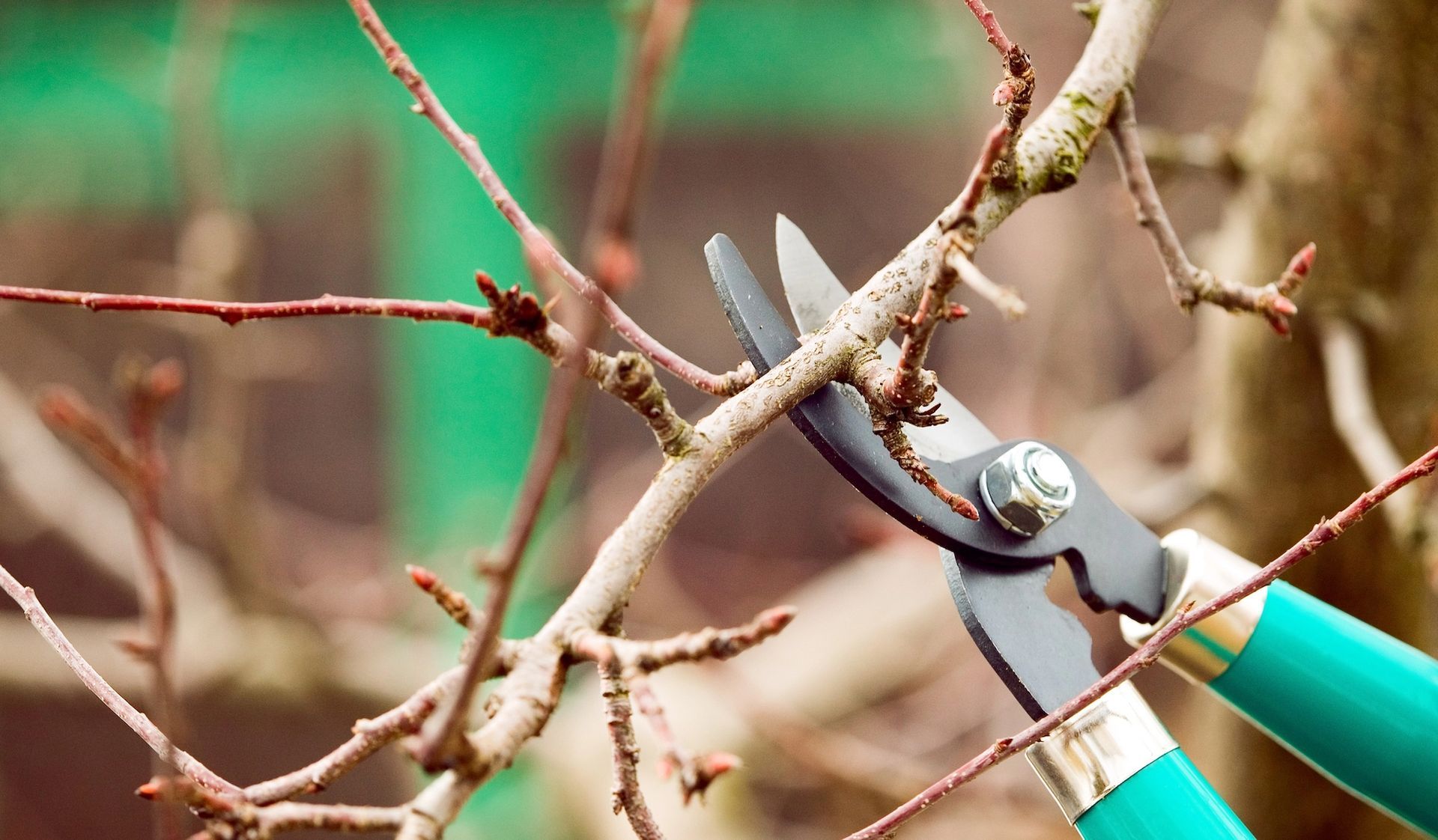 Pruning shears cutting a small branch on a tree; teal handles, natural background.