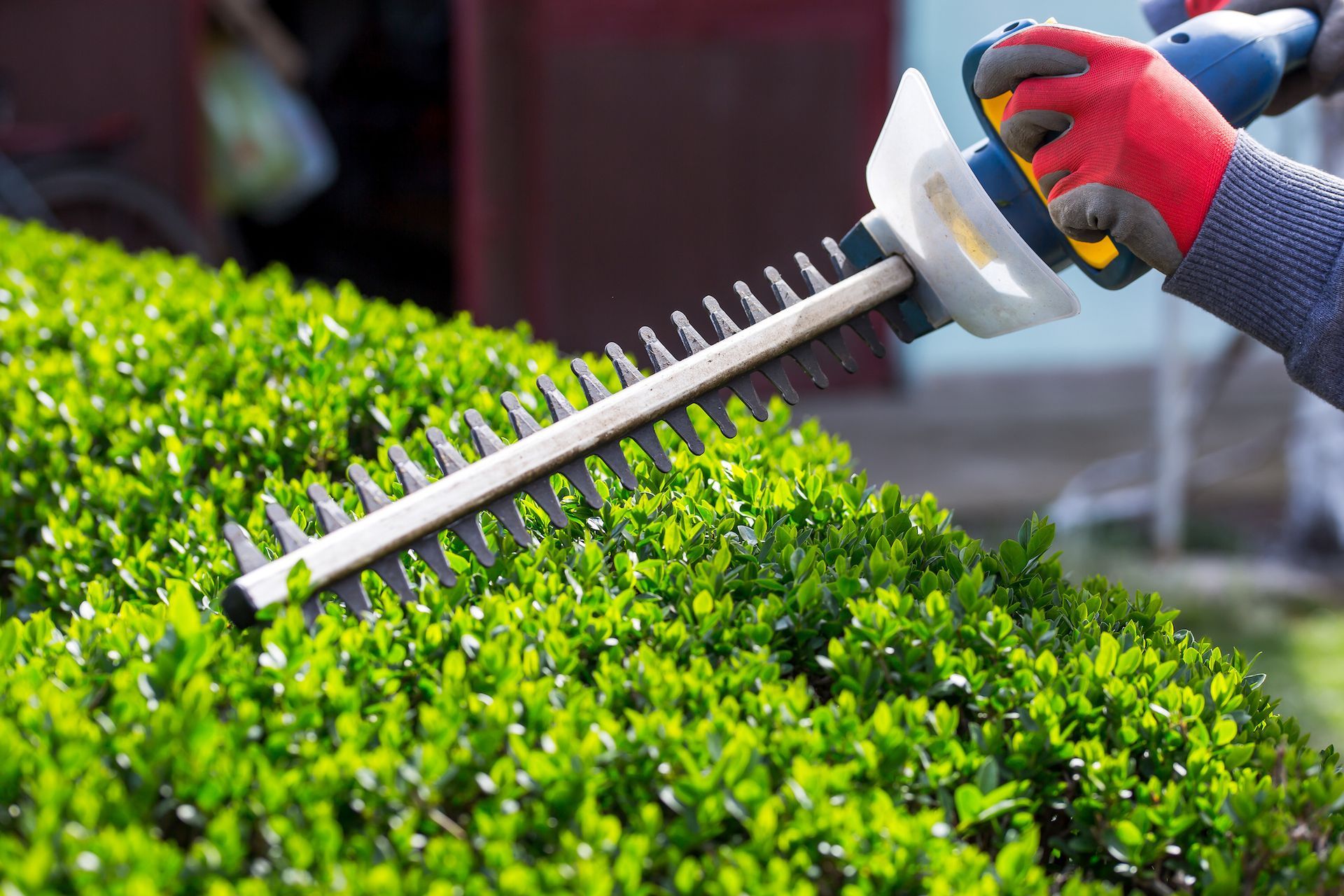 Person trimming a green hedge with a hedge trimmer, wearing red gloves.