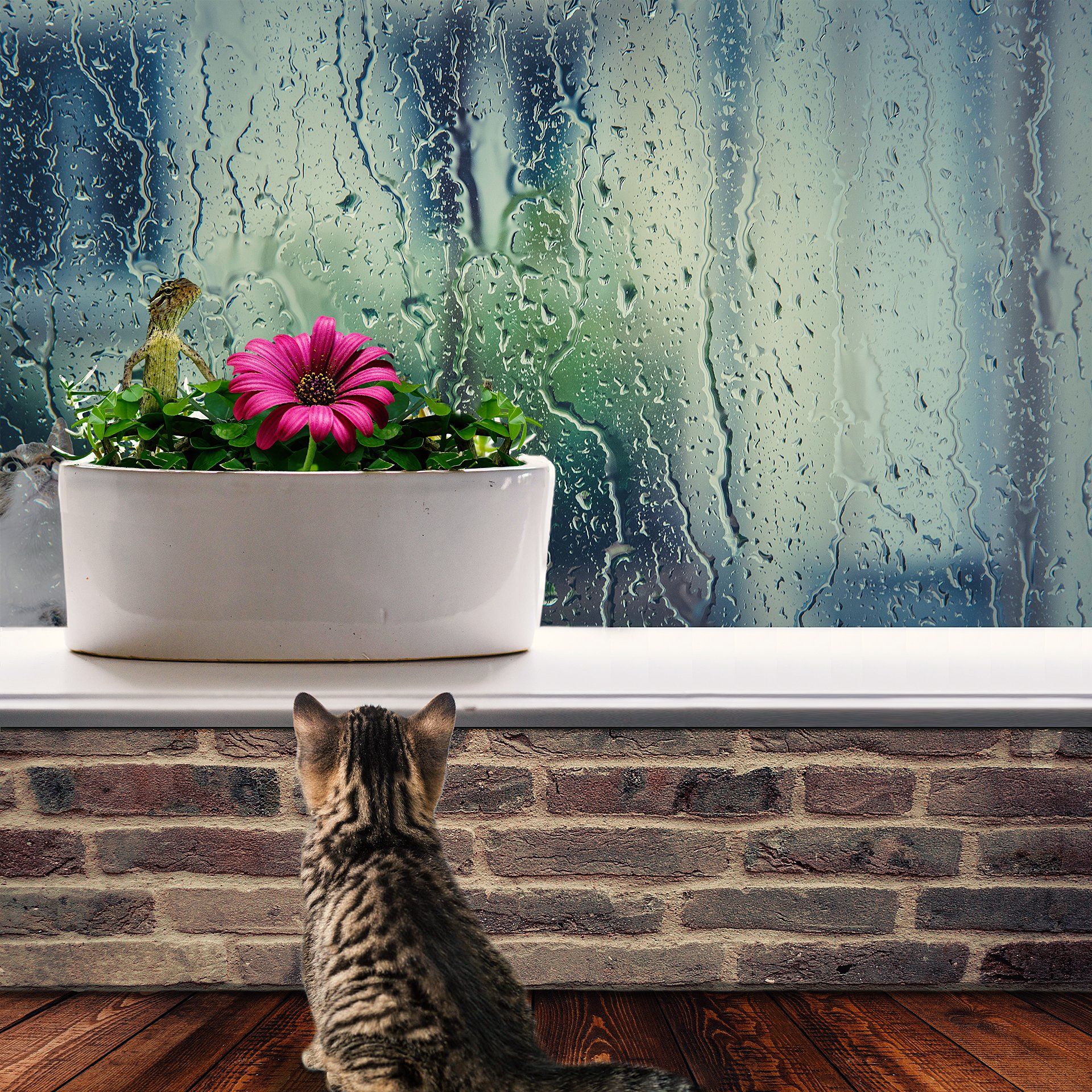 The Cat, the Lizard, and the Kitten: Photo composite - Created by Michael Jackson Pet Photography, Vero Beach, FL