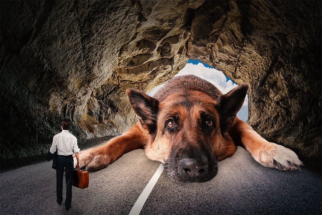 German Shepard in Cave, sad that his owner is leaving