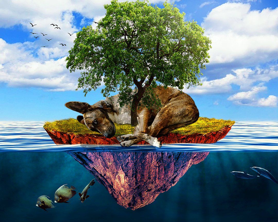 Sleepy Charlie: Photo composite - Created by Michael Jackson Pet Photography, Vero Beach, FL