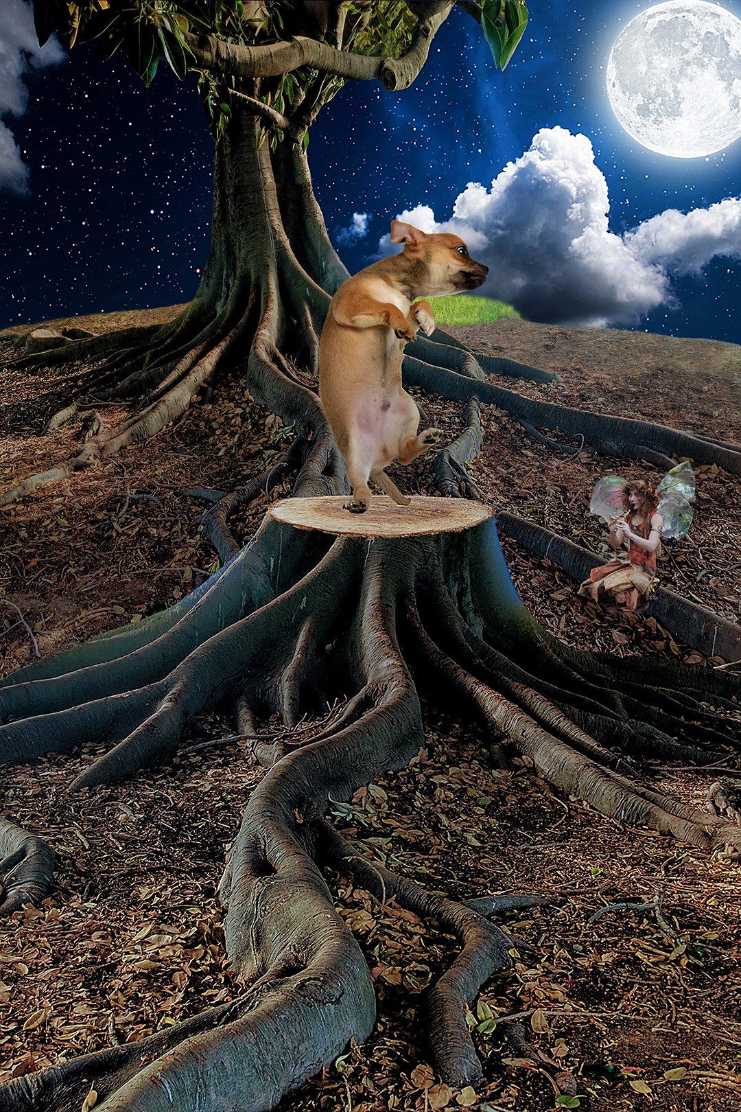 Dancing Chihuahua - Created by Michael Jackson Pet Photography, Vero Beach, FL