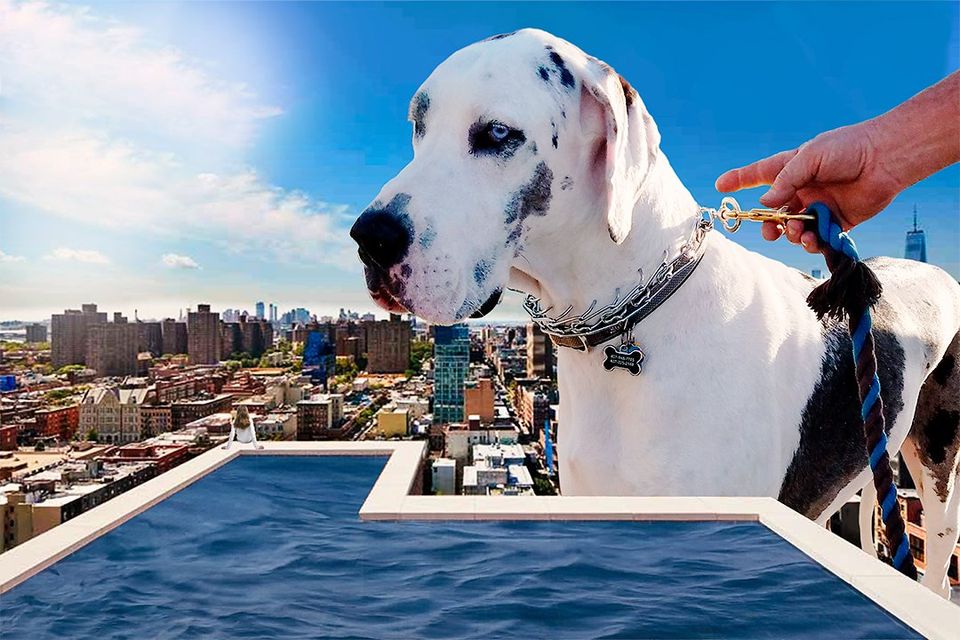Lonely At The Top: Photo composite - Created by Michael Jackson Pet Photography, Vero Beach, FL
