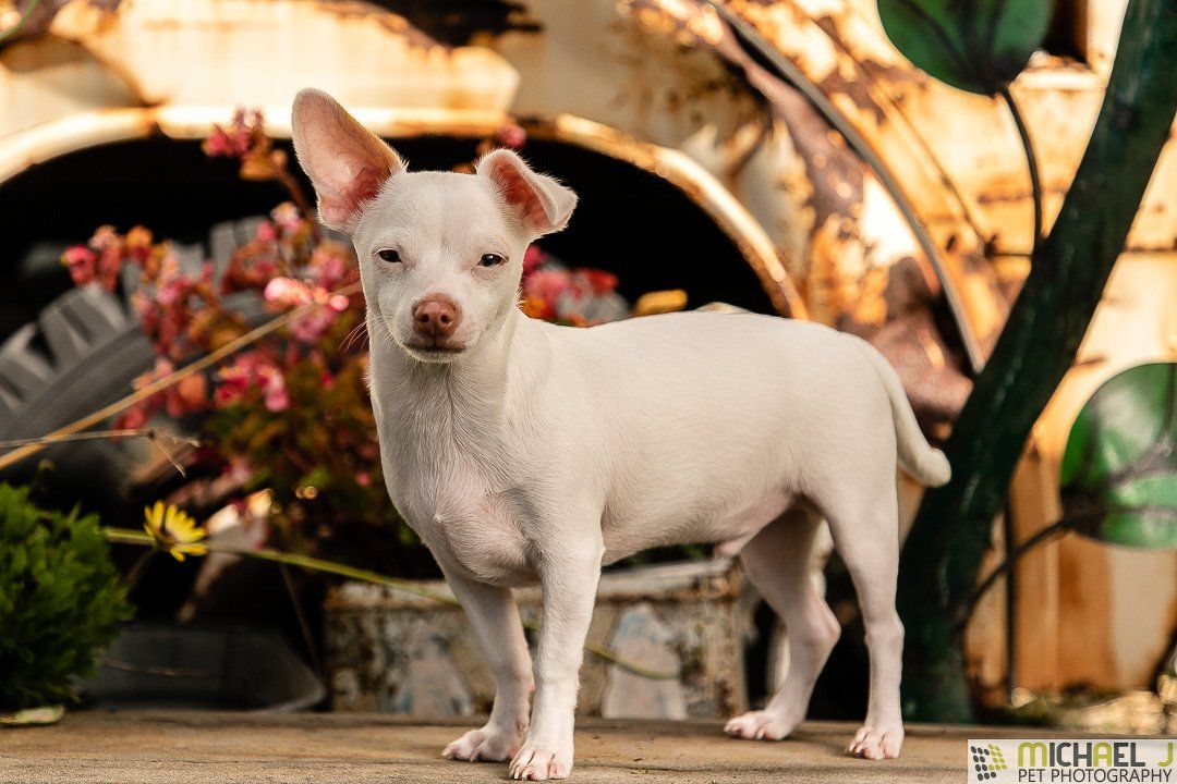 White Chihuahua giving me the Stink Eye! He's cute though.