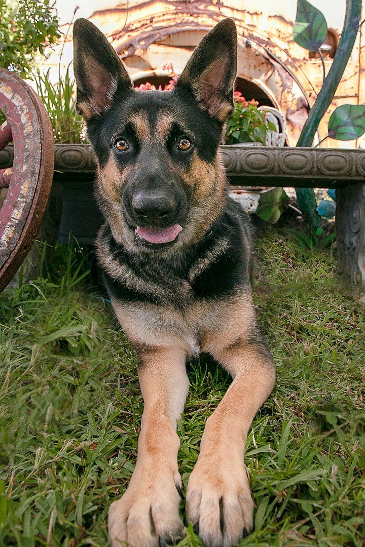 Happy German Shepard under a bench, lying on the grass.