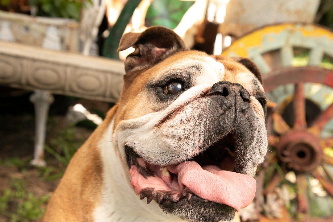 Happy bulldog