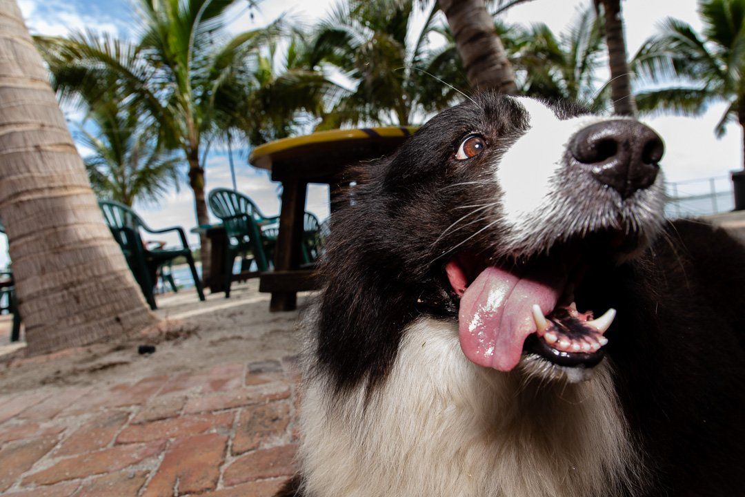 Happy Border Collie with tongue sticking out