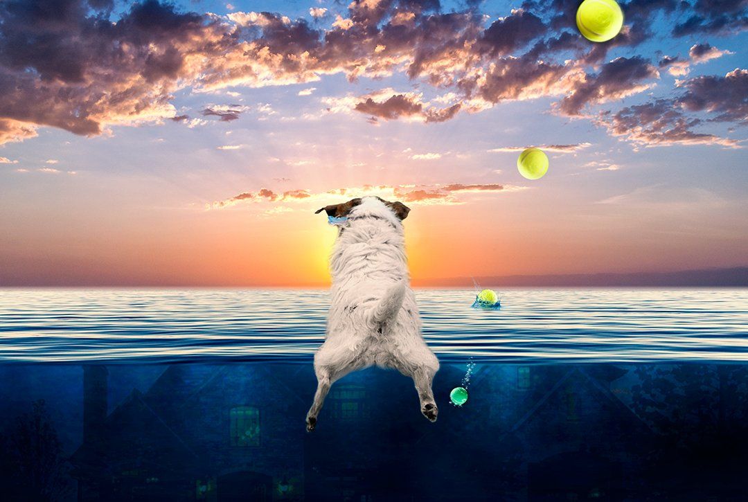 Last Ball: Composite, Created by Michael Jackson Pet Photography, Vero Beach, FL