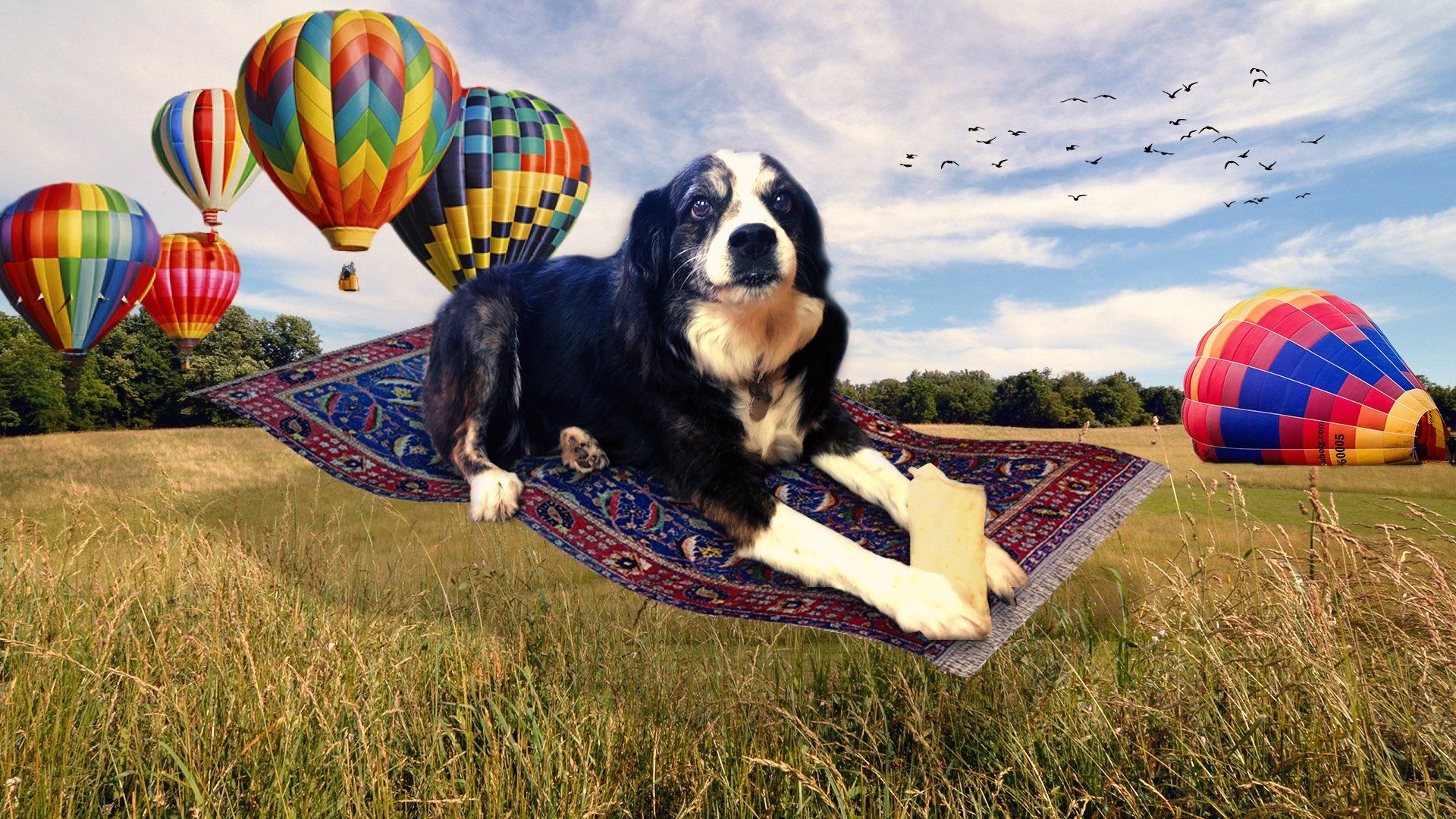 Dog on flying carpet