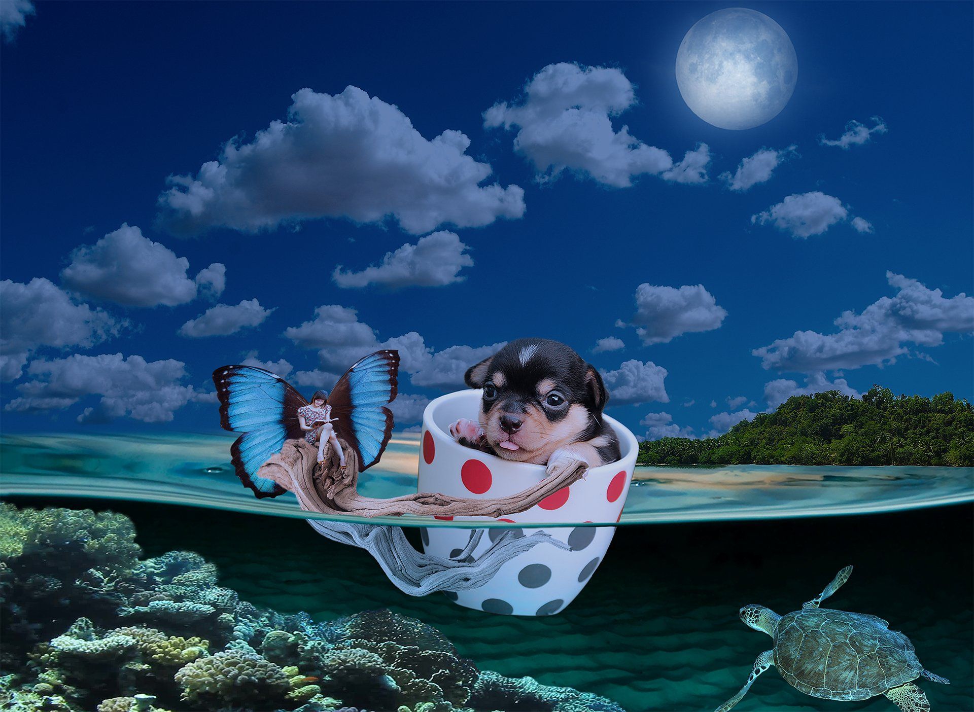 Teacup Pup: Photo composite - Created by Michael Jackson Pet Photography, Vero Beach, FL