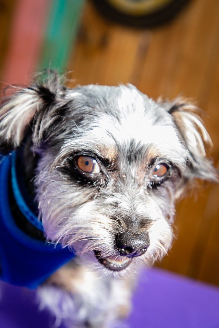 Ricky Bobby was left at the shelter just a day ago. Best model of the day!