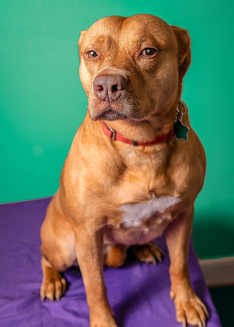 Photo by Michael Jackson Pet Photography - Squinty Eyed Pit bull Mix