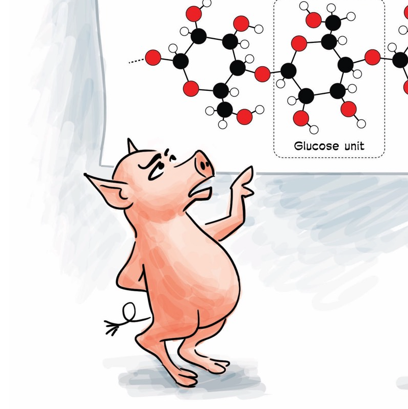 Scientist Pig