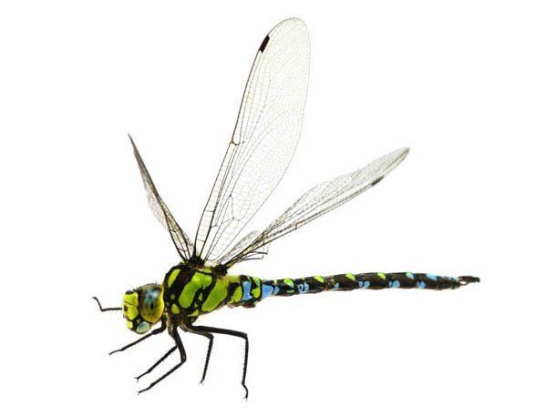 Sample Image: Drag Racer Dragonfly