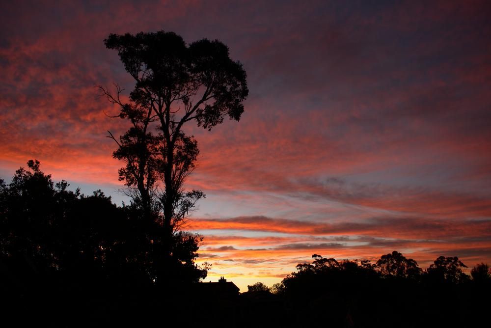 A Tree is Silhouetted Against a Colourful Sunset Sky — Seal Tite in Lismore, NSW