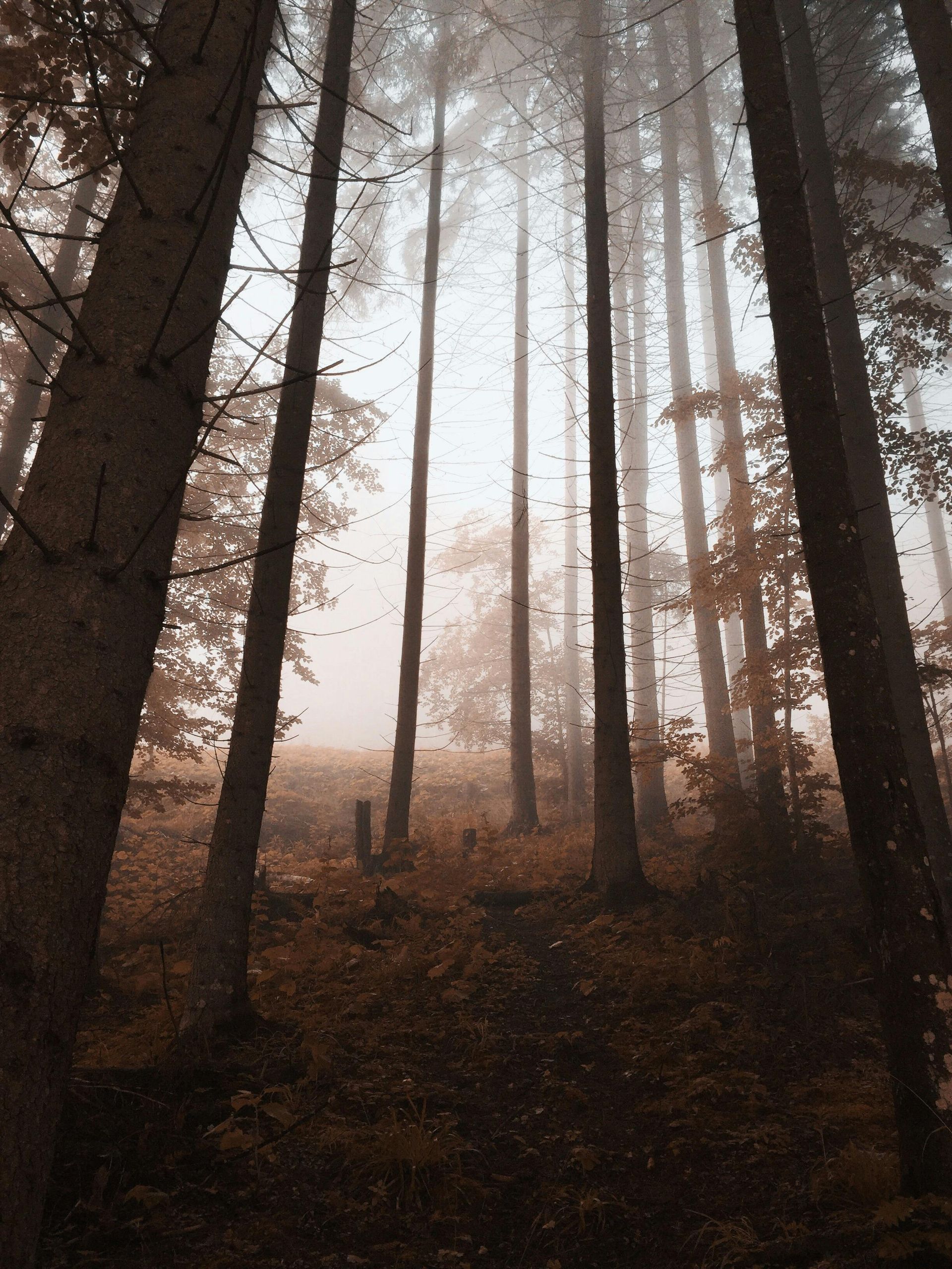 Tall trees in a foggy forest, brown leaves on ground, light filtering through the mist.