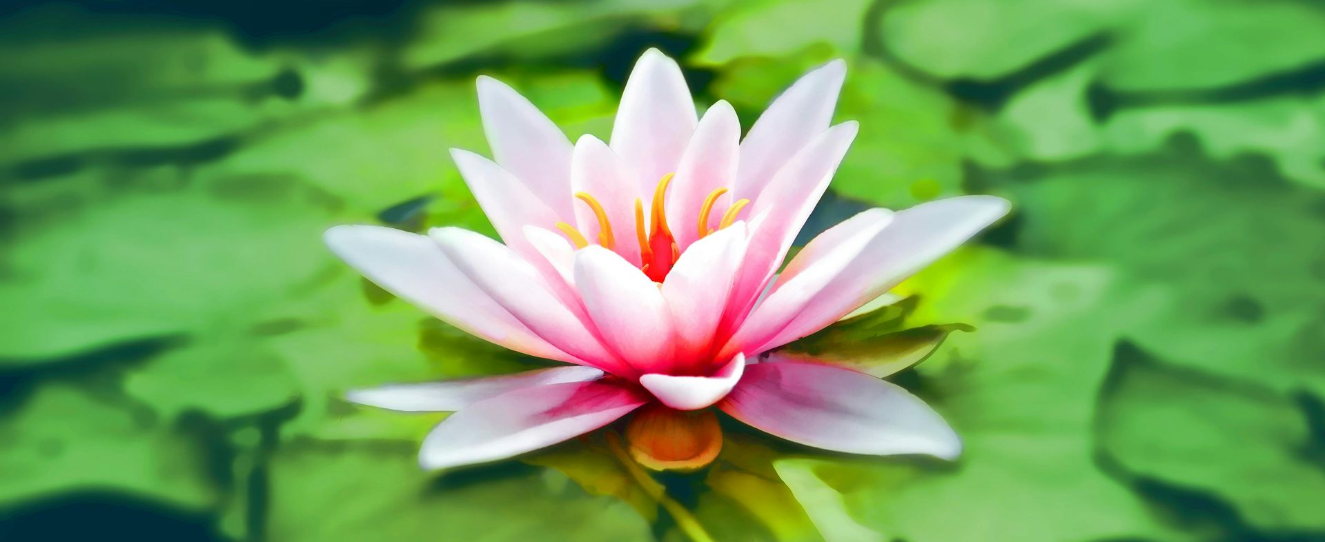 Pink and white water lily with a yellow center, floating on lily pads.