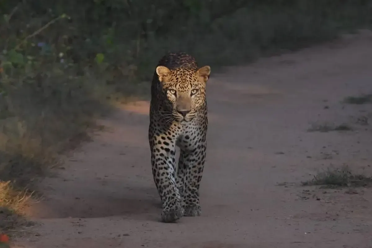 Private-safari-jeep-tour-in-Yala-National-Park