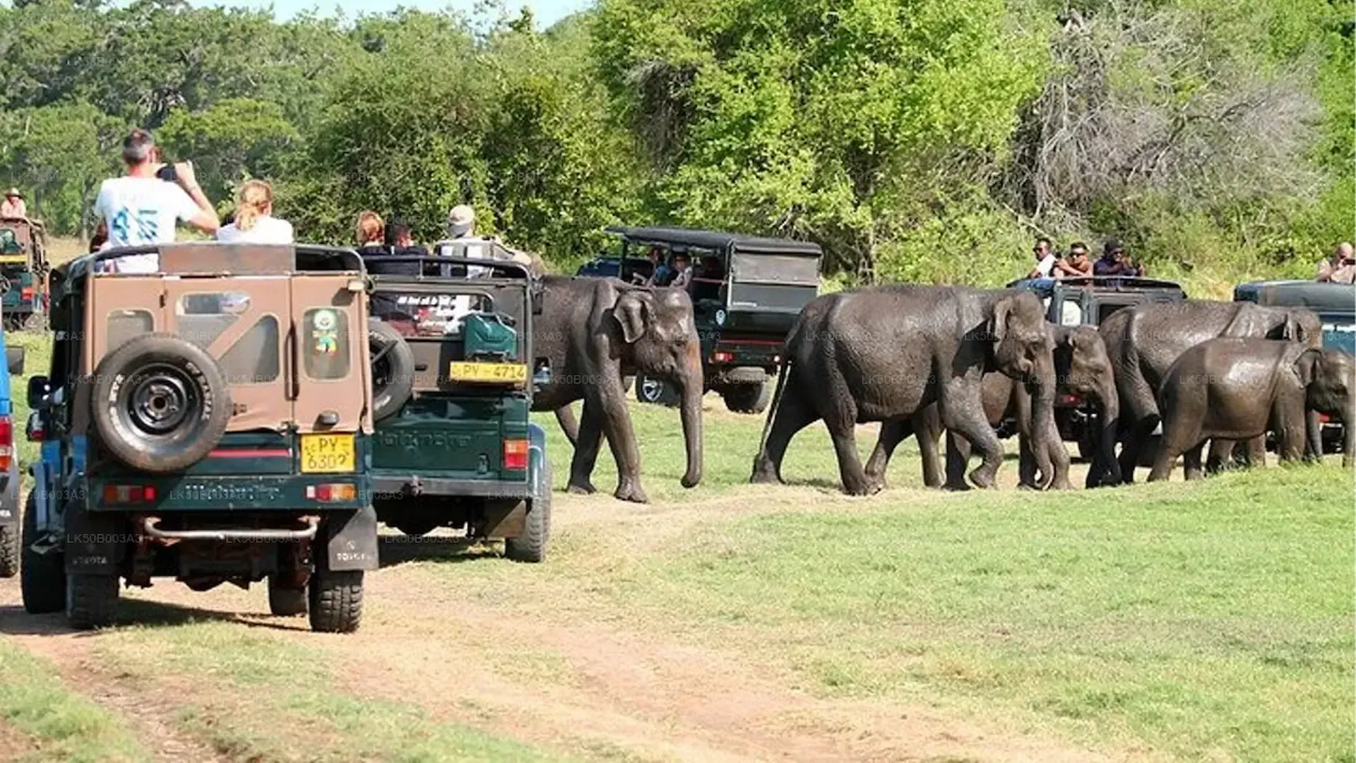 Wild-elephants-and-wildlife-safari-near-Dambulla-Sri-Lanka