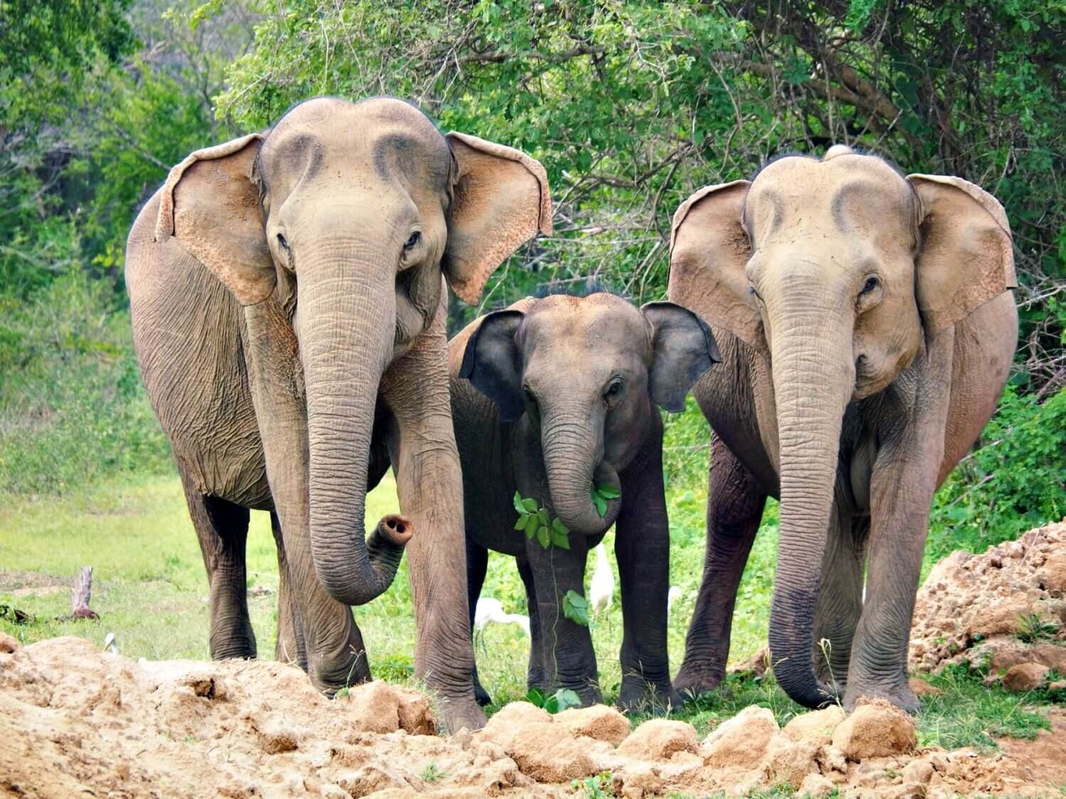 10 Best Things to Do in Habarana for an Authentic Sri Lankan Experience